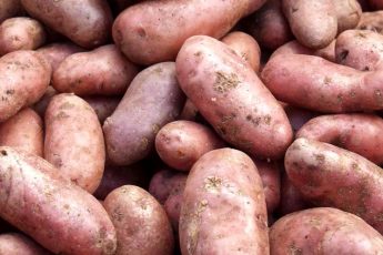 Борьба с болезнями картофеля на хранении