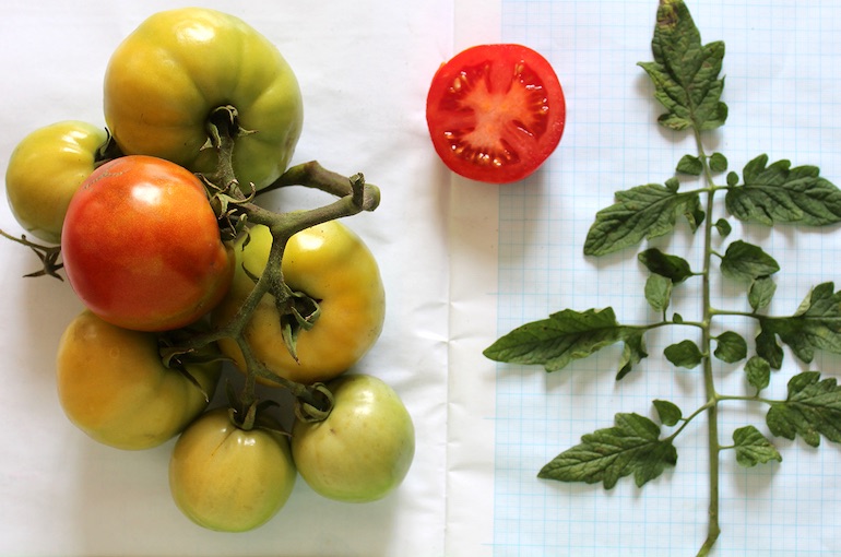 Новые сорта помидоров и огурцов вывели ученые из Новосибирска