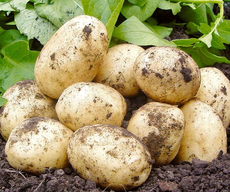 Раннеспелые сорта картошки