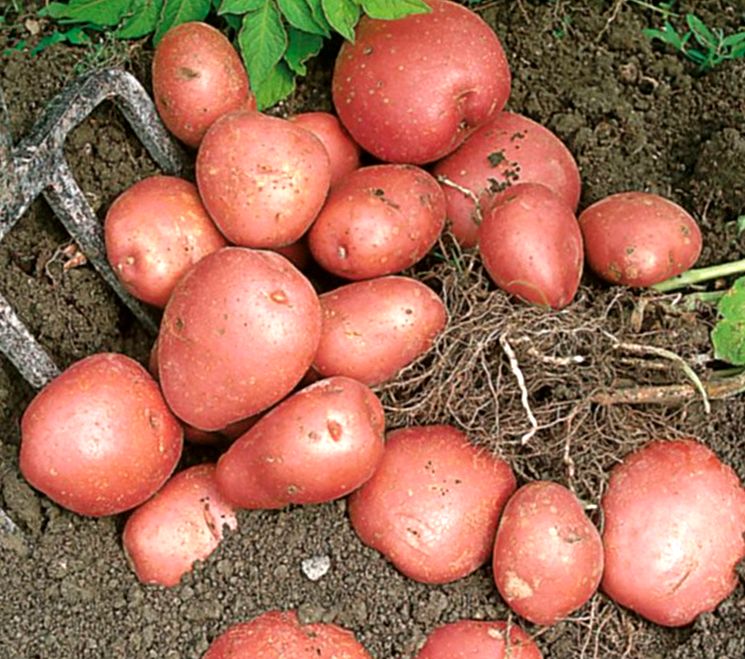 Ранние сорта картошки