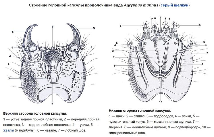 Строение головы проволочника